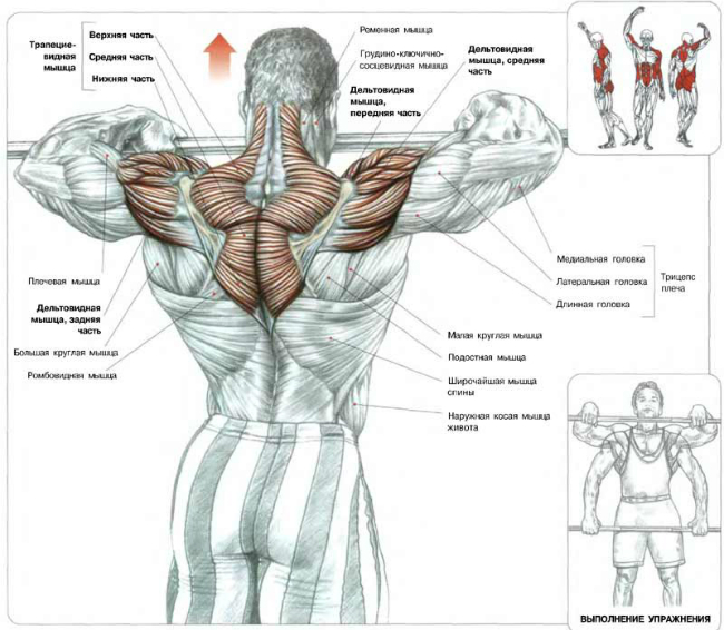 Анатомия трапеции и шейных мышц